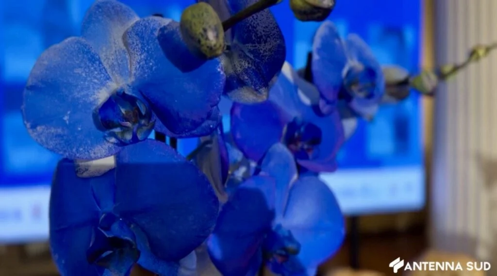 Foggia, entra nel vivo la quinta edizione del premio “I fiori blu’
